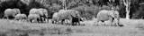 Elephant TrainBW